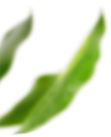 blatt-2