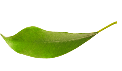 blatt4